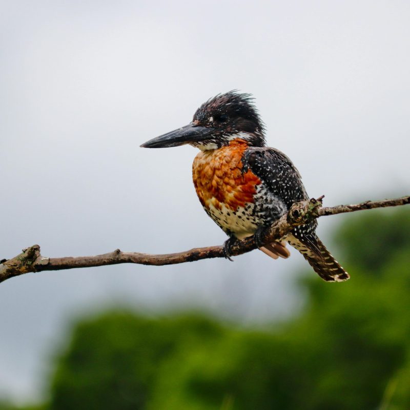 Budget Birding Itinerary: Uganda in 6 Days