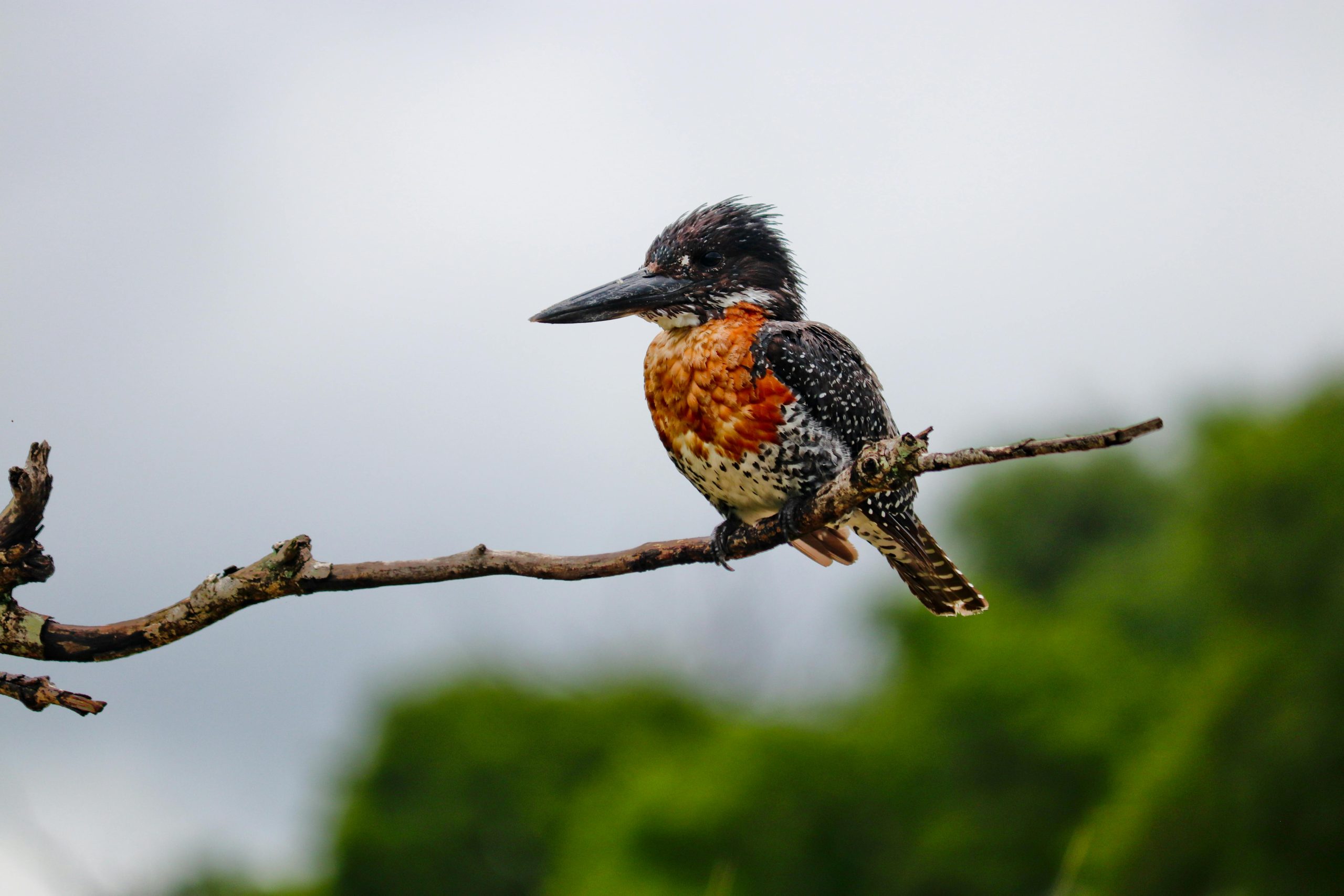 Budget Birding Itinerary: Uganda in 6 Days