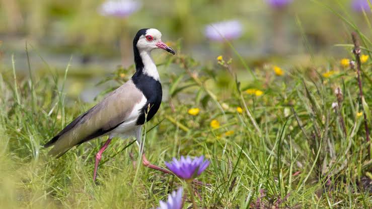 Budget Birding Itinerary: Uganda in 6 Days featuring a shoebill, wetland birds, and scenic wildlife landscapes.