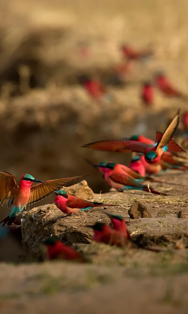 Building a Bird Photography Portfolio from a Safari