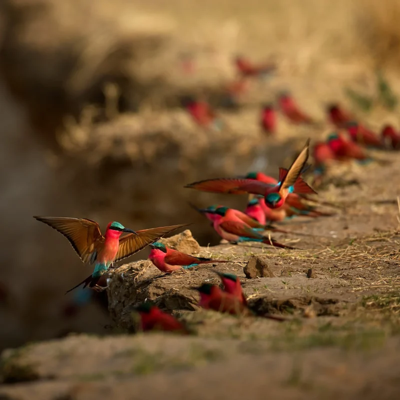 Building a Bird Photography Portfolio from a Safari