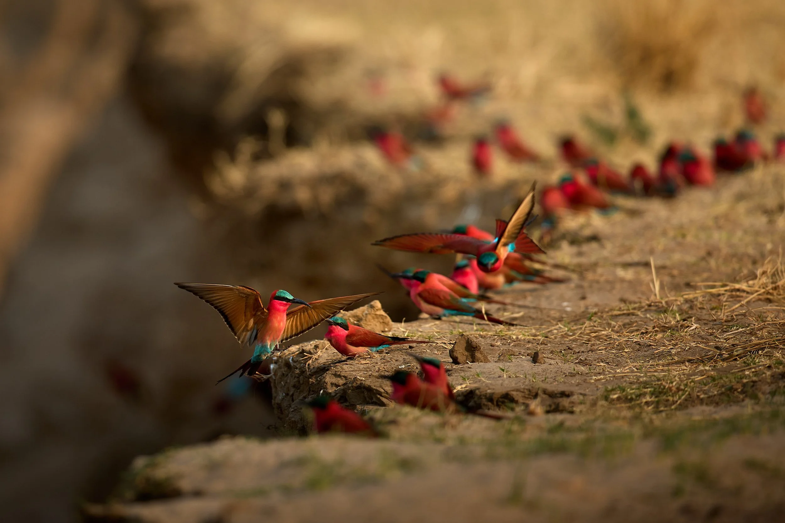 Building a Bird Photography Portfolio from a Safari