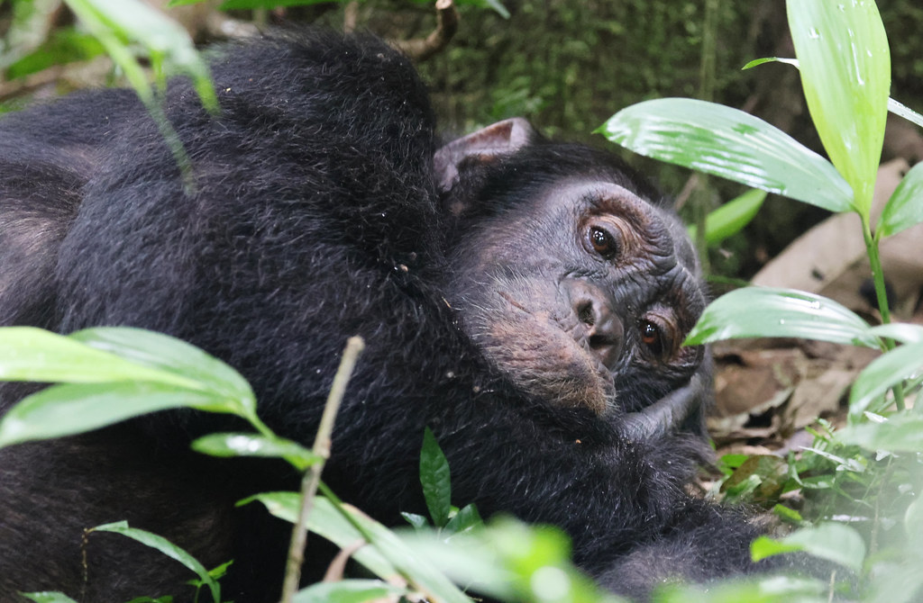 CHIMPANZEE