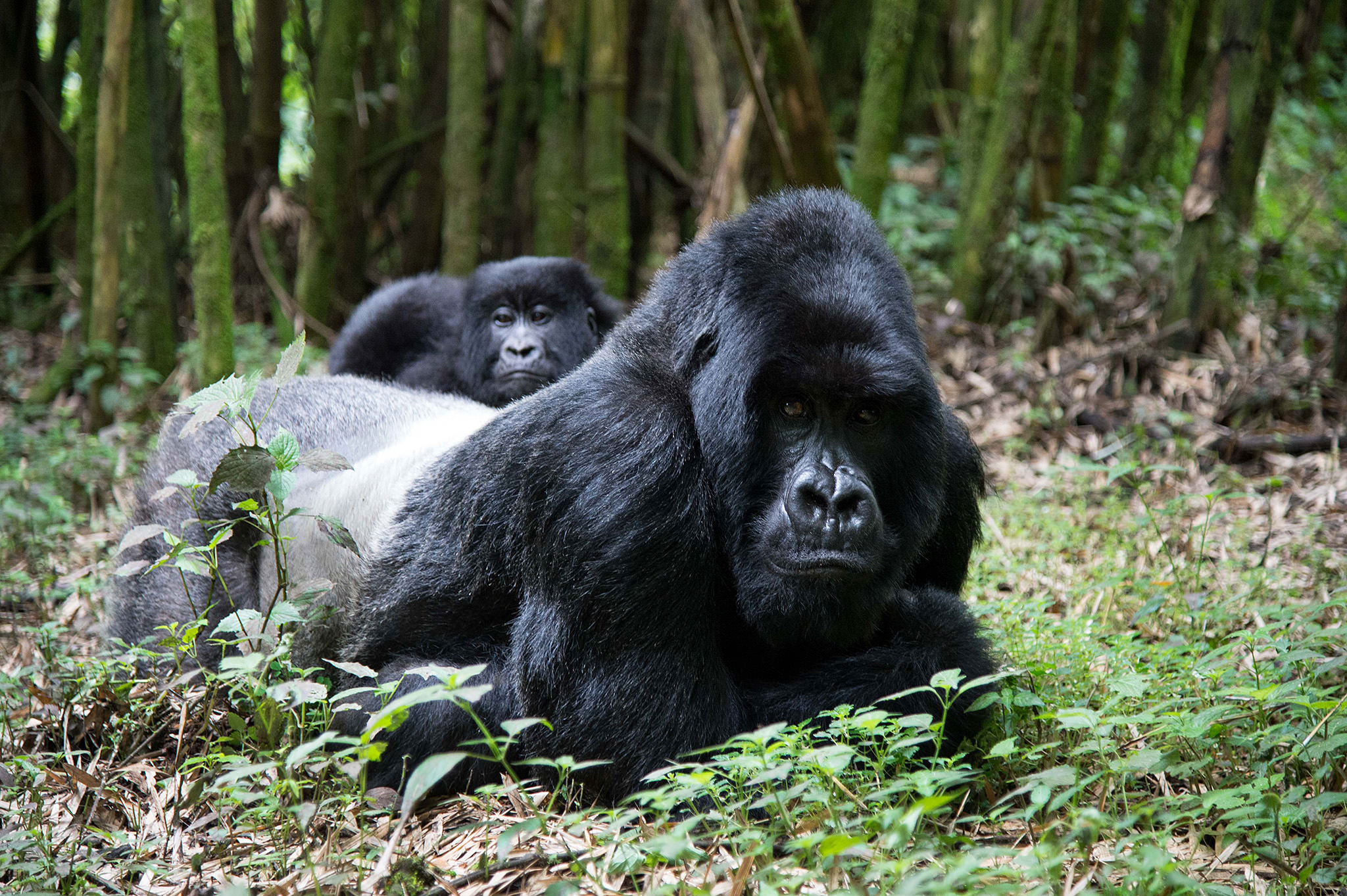 Camera Settings for Wildlife Photography in Bwindi Impenetrable National Park during memorable wildlife encounters.