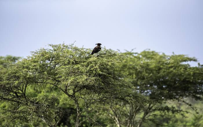 Citizen Science: How Birders Can Help Conservation in Africa through meaningful wildlife observations and records.