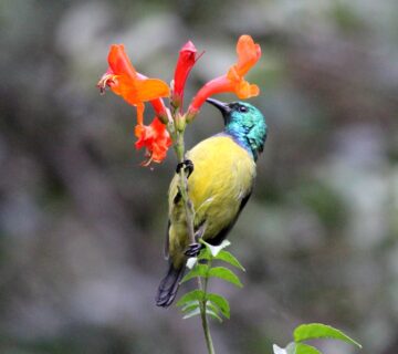 Mount Kenya Birding: From Bamboo Forest to Moorland