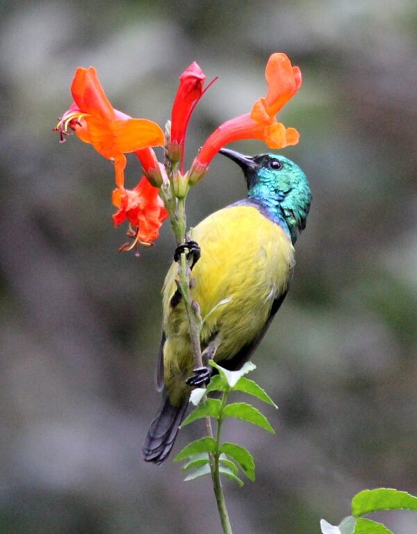 Mount Kenya Birding: From Bamboo Forest to Moorland