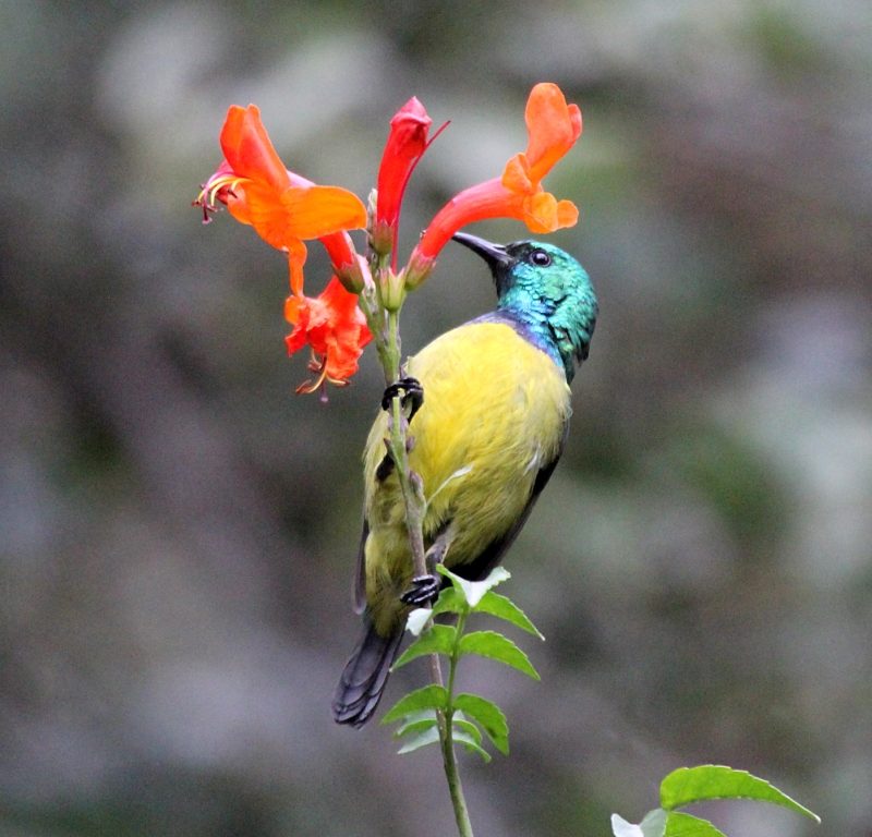 Collared-Sunbird-Kenya-Forest-birding Mount Kenya Birding: From Bamboo Forest to Moorland