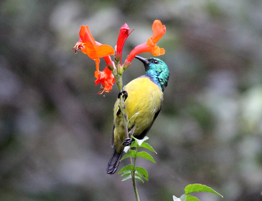 Mount Kenya Birding: From Bamboo Forest to Moorland