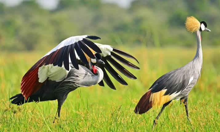 Travelers combining birding and cultural tourism while exploring local communities and wildlife