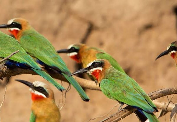 Combining Birding with Cultural Tourism in East Africa
