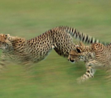 Combining Four Countries: A One Month East Africa Birding Odyssey