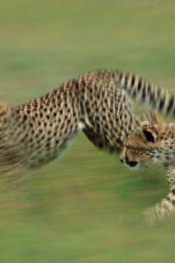 Combining Four Countries: A One Month East Africa Birding Odyssey