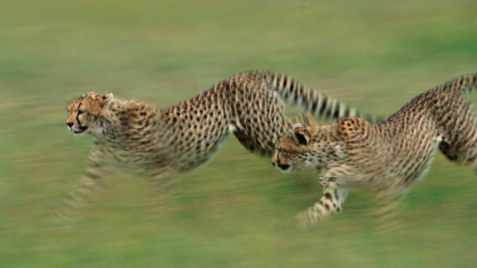 Combining Four Countries: A One Month East Africa Birding Odyssey