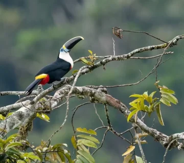 How Climate Change Is Affecting East Africa's Bird Migration