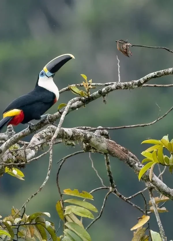 How Climate Change Is Affecting East Africa's Bird Migration