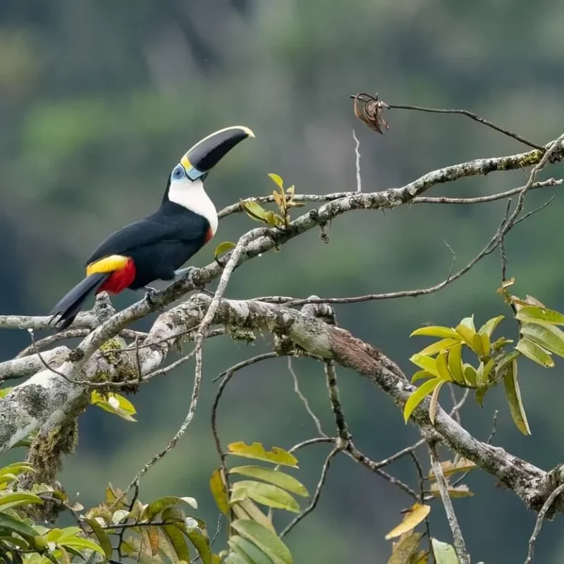 Community Birding Guides Empowering Local Economies How Climate Change Is Affecting East Africa's Bird Migration