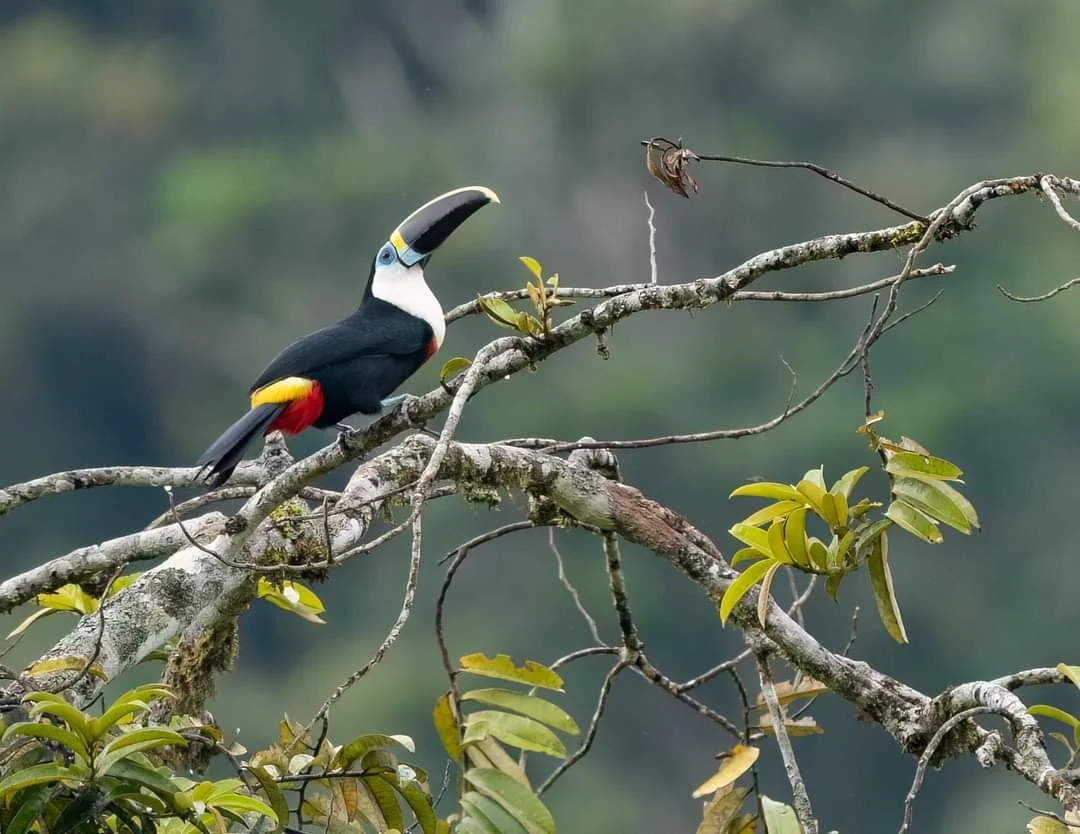 How Climate Change Is Affecting East Africa's Bird Migration
