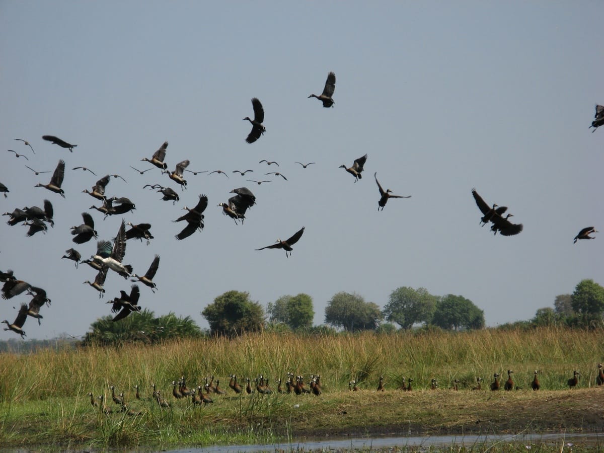 Community birding guides empowering local economies through sustainable wildlife tourism
