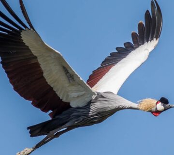 Grey Crowned Crane: Uganda's National Bird