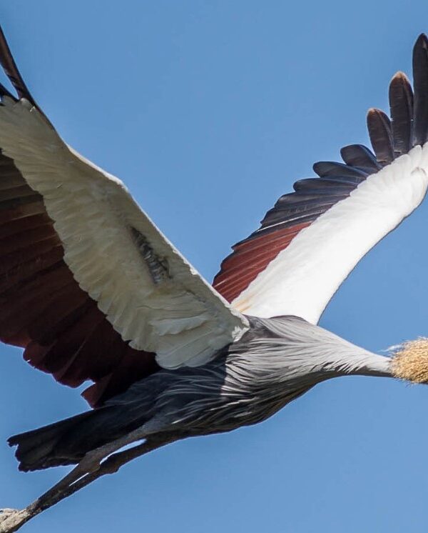 Grey Crowned Crane: Uganda's National Bird
