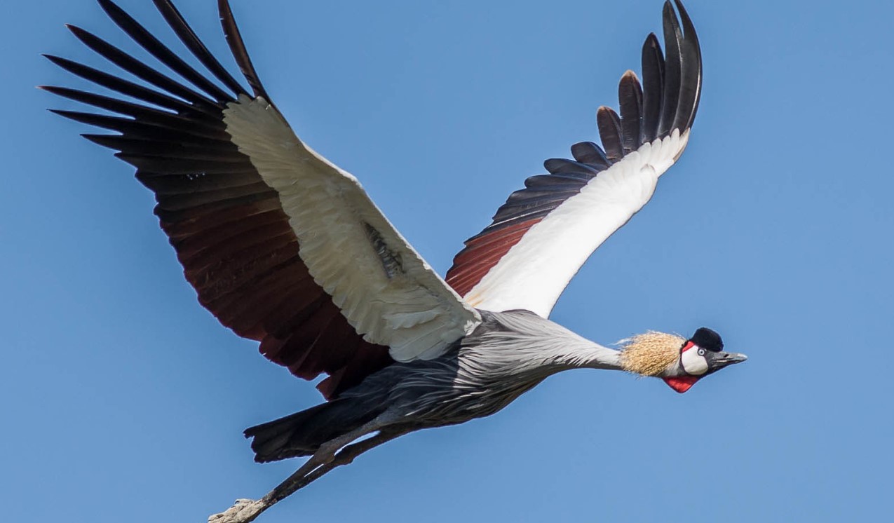 Grey Crowned Crane: Uganda's National Bird