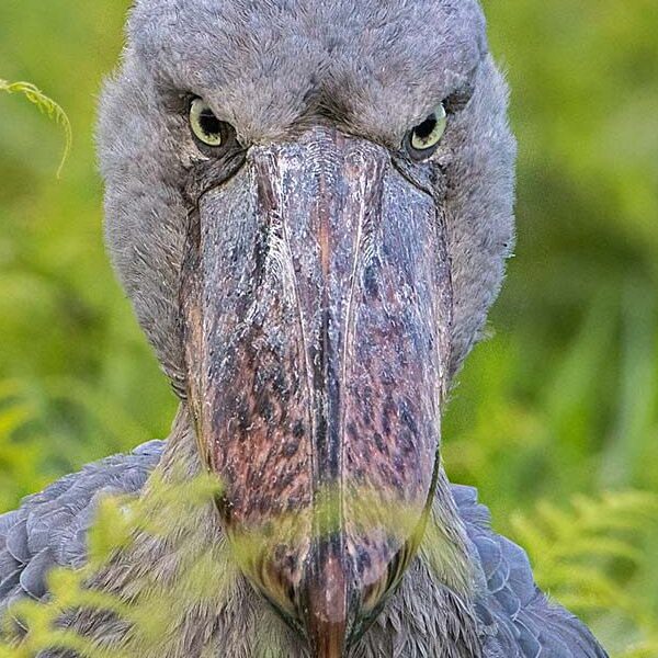 A Half Day in Mabamba: Is It Enough for a Shoebill?