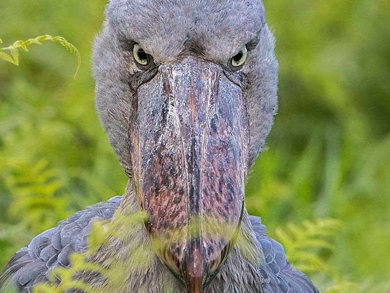 Daily-shoebill-tacking-tours A Half-Day in Mabamba: Is It Enough for a Shoebill?