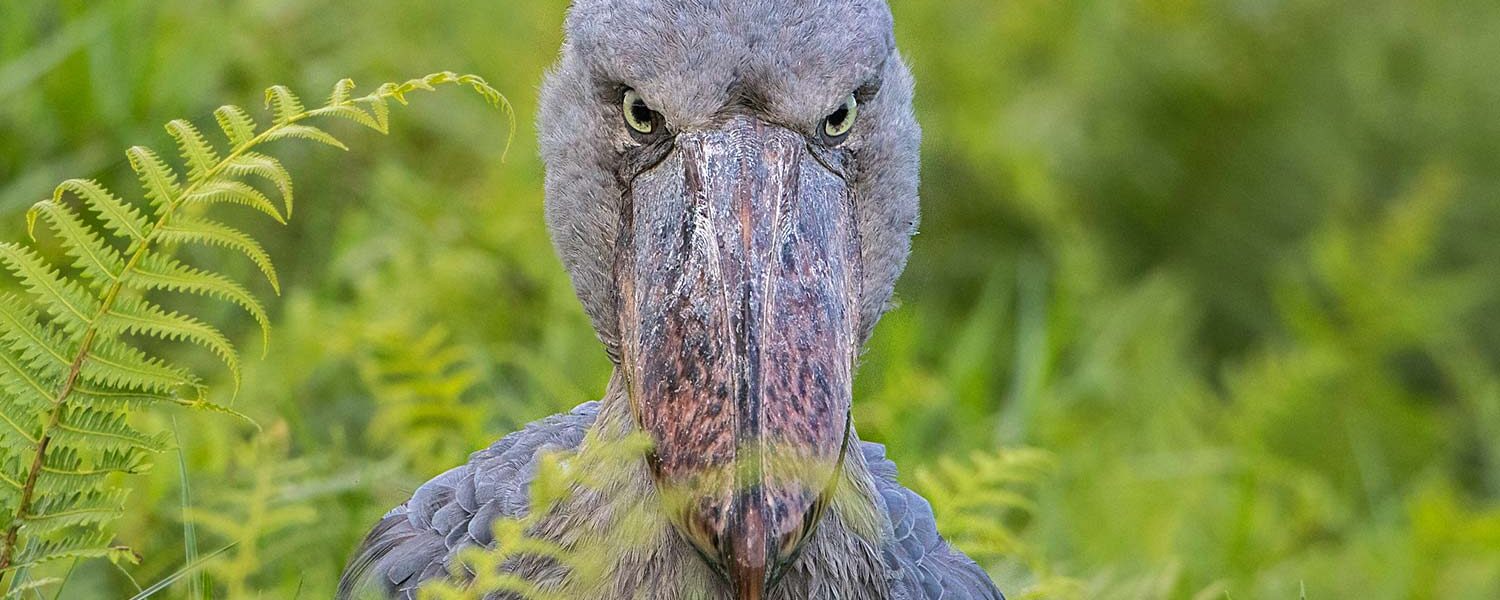A Half Day in Mabamba: Is It Enough for a Shoebill?