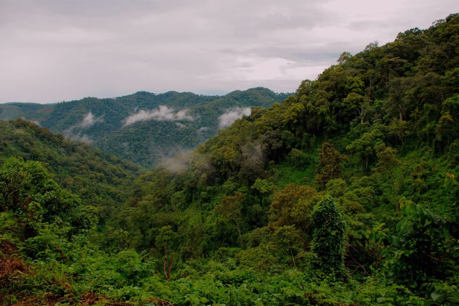 Deforestation and Its Impact on Albertine Rift Endemics