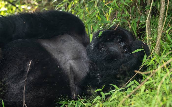 Traveling to Lake Bunyonyi in the Rainy Season: Pros and Cons for visitors planning their Uganda trip.
