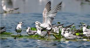 East Africa birding guide comparing dry and wet season birdwatching experiences and wildlife encounters.