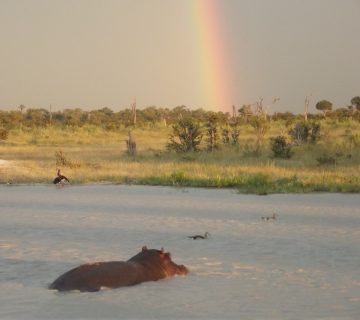 Dry Season vs Wet Season Birding: Which Is Better for You?