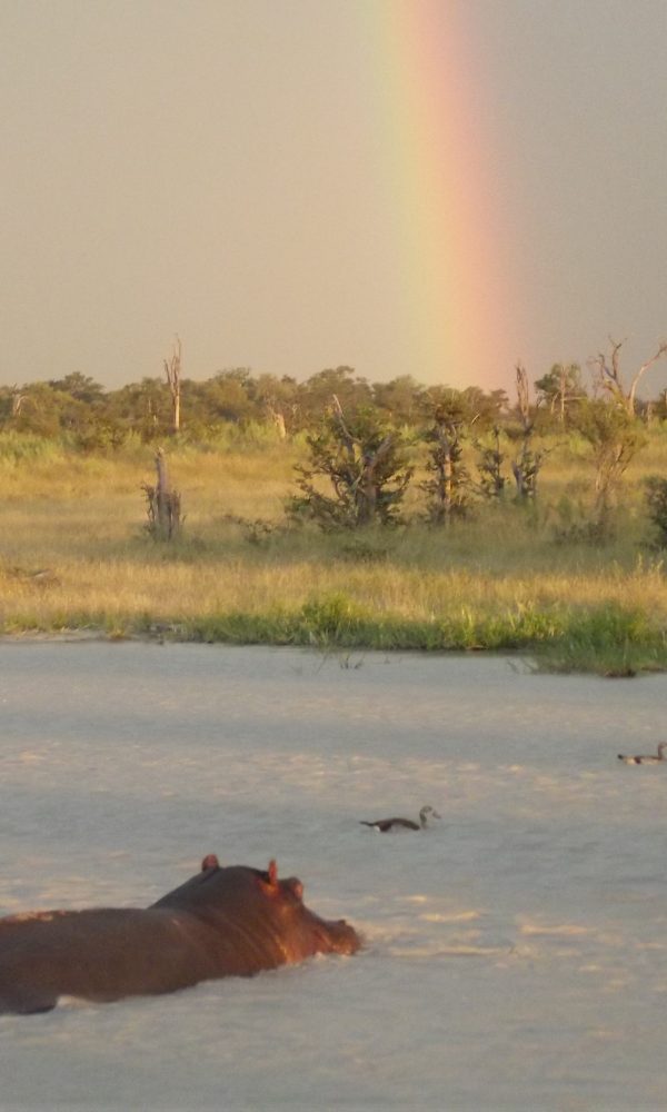 Dry Season vs Wet Season Birding: Which Is Better for You?