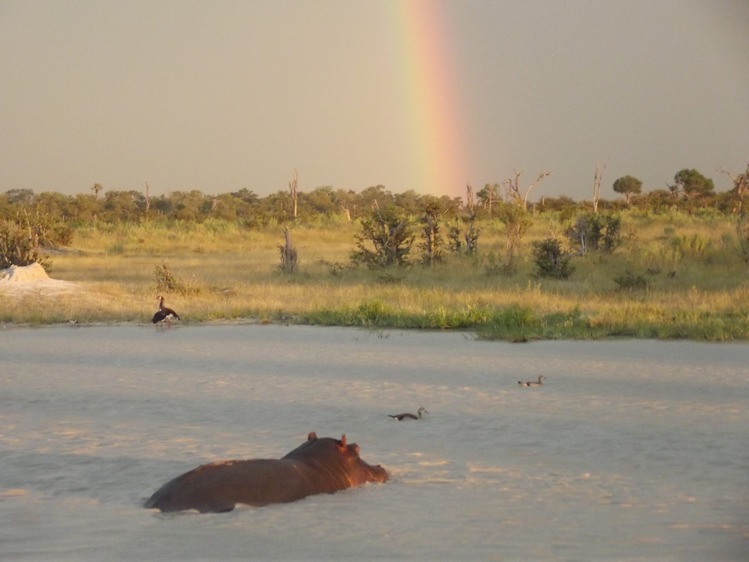 Dry Season vs Wet Season Birding: Which Is Better for You?