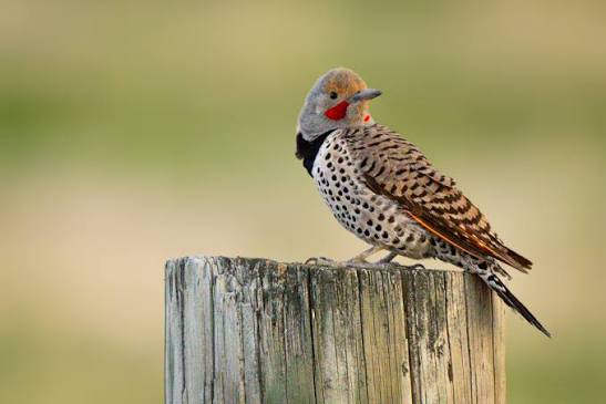 Editing Bird Photos: A Beginner’s Post-Processing Guide for Better Wildlife Images