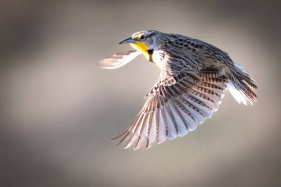 Editing Bird Photos: A Beginners Post Processing Guide