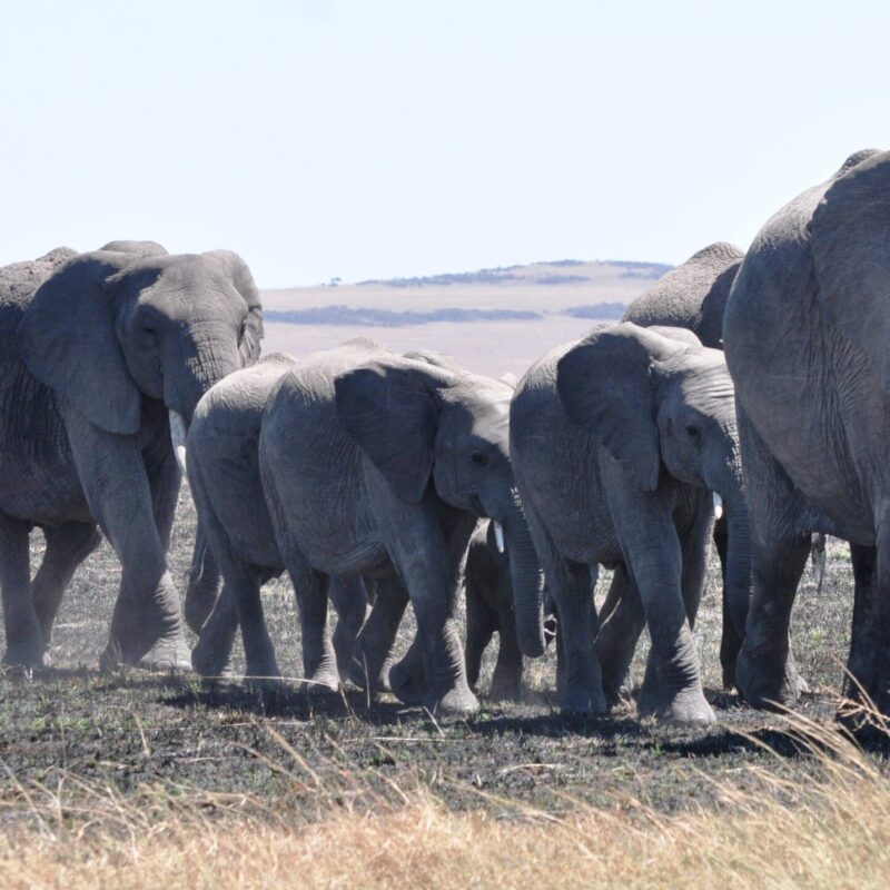 African elephants, best travel insurance for Africa African elephants, best travel insurance for Africa