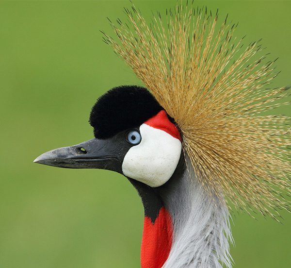 Endangered Birds of East Africa  How You Can Help