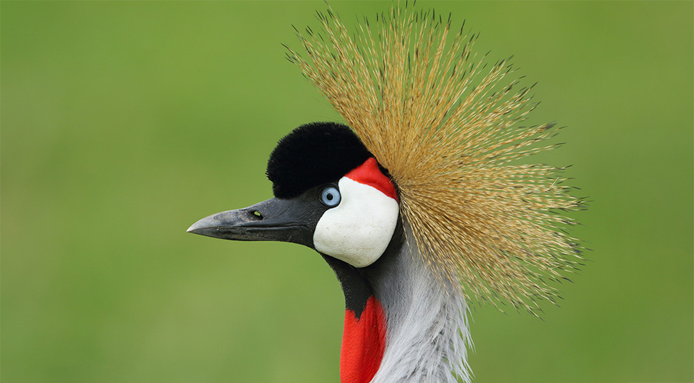 Endangered Birds of East Africa How You Can Help