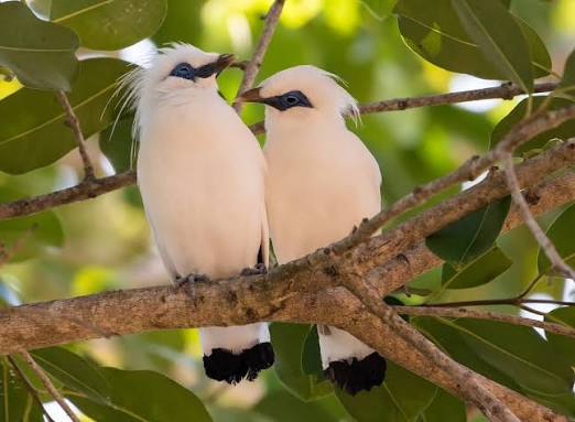 Endangered Birds of East Africa and How You Can Help Protect Their Habitats and Populations