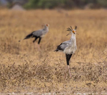 Family Friendly Birding Itinerary in Kenya