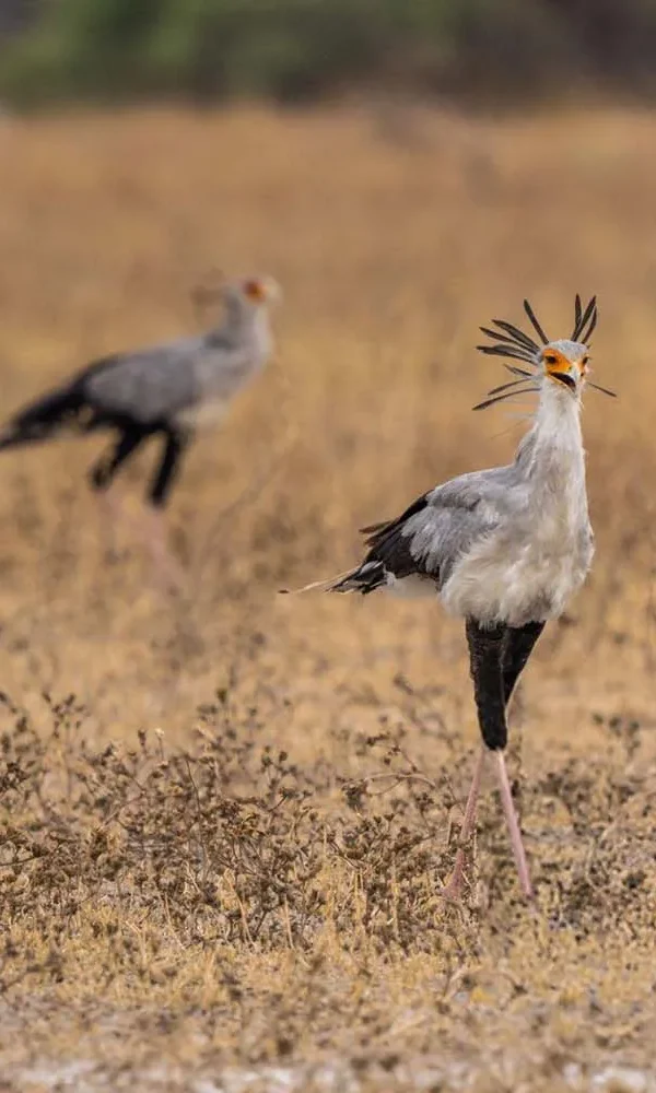 Family Friendly Birding Itinerary in Kenya
