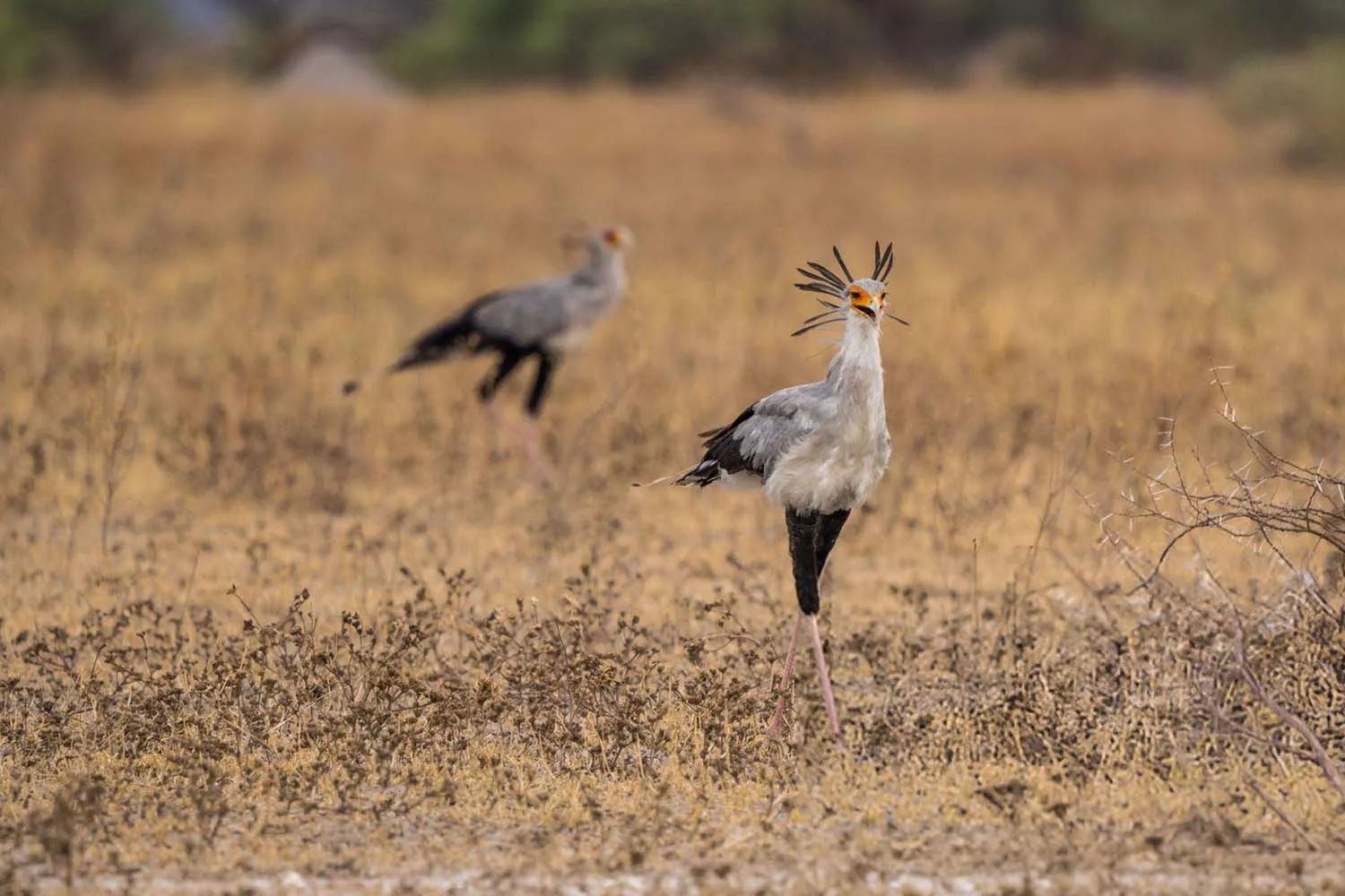 Family Friendly Birding Itinerary in Kenya