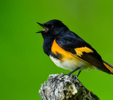 Forest Bird Calls: Learning to Bird by Ear in the Tropics