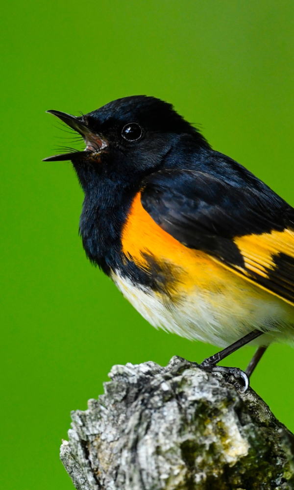 Forest Bird Calls: Learning to Bird by Ear in the Tropics