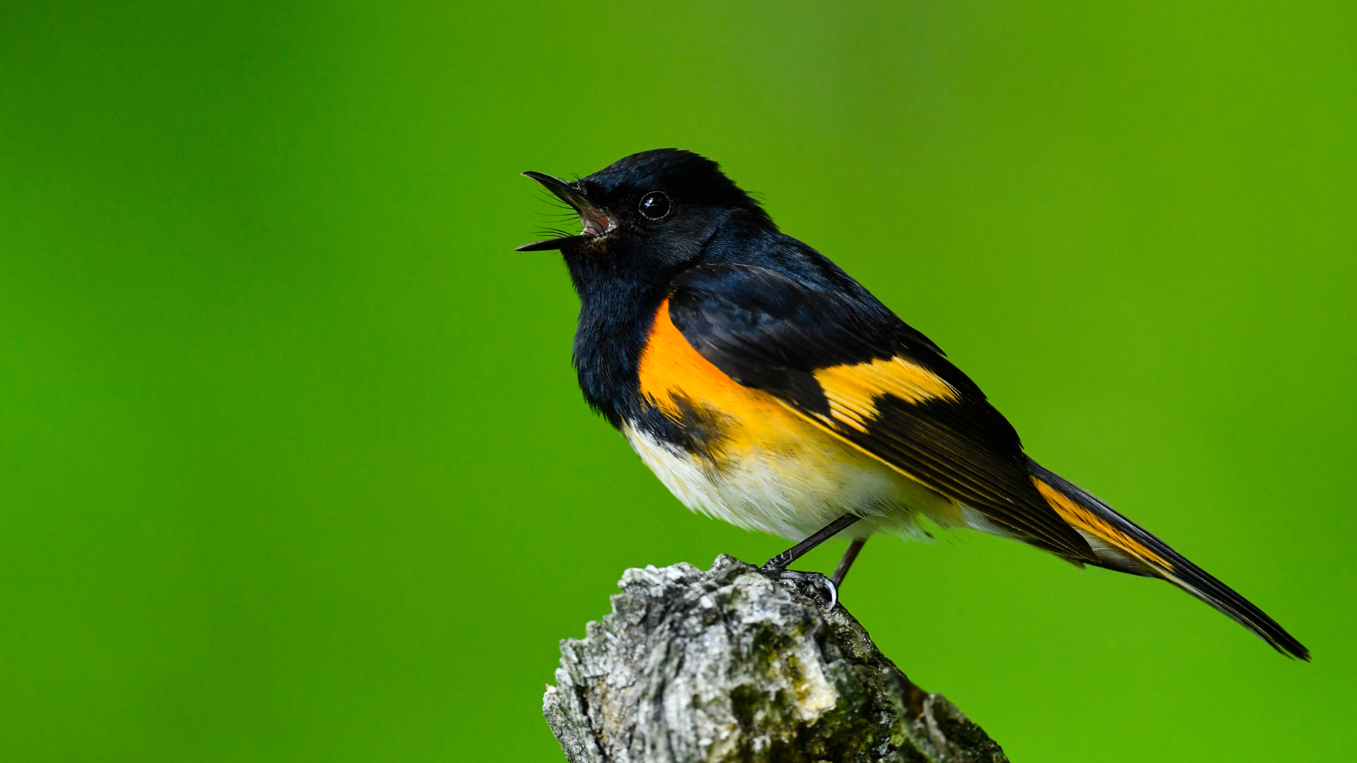 Forest Bird Calls: Learning to Bird by Ear in the Tropics