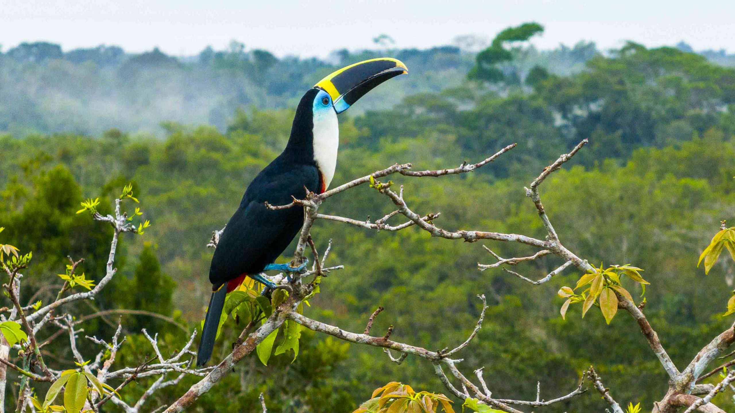 Forest Bird Calls: Learning to Bird by Ear in the Tropics during East African forest exploration