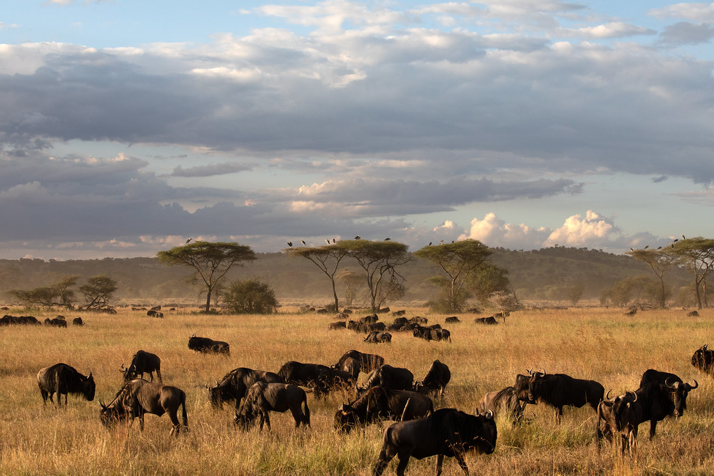 GREAT MIGRATION