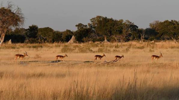 Golden Hour Birding: Capturing East Africa’s Best Light for Stunning Bird Photography